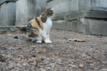 IMG_0758-small.jpg