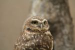 IMG_0937-small.jpg