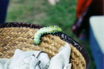 Caterpillar!