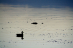 bird and alligator