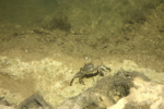 Cute crab