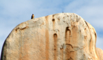 falcon and offspring