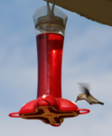 hummingbird
