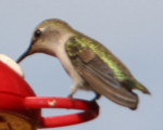 hummingbird