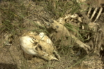 fawn (05.22.06)
