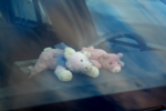 Pigs