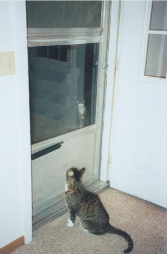 01cats