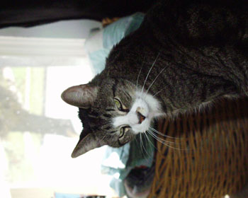 06creepycat
