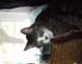 06creepycat
