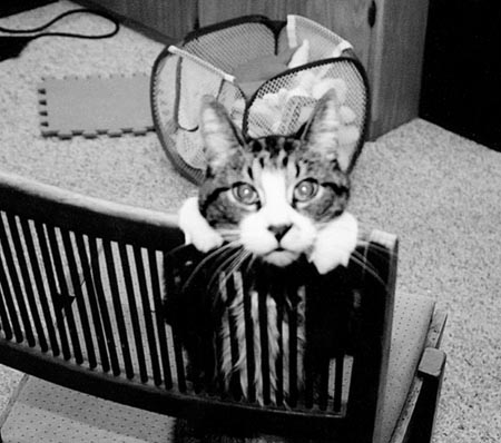 cat1