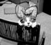 cat1